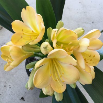 SH19 Light peach Clivia miniata with traces of green in throat