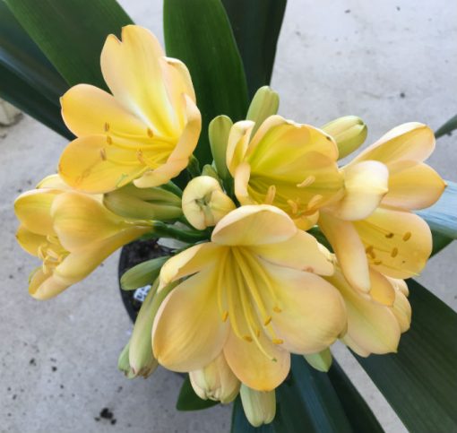 SH19 Light peach Clivia miniata with traces of green in throat