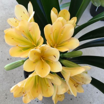 SH20 Light peach Clivia miniata with green throat