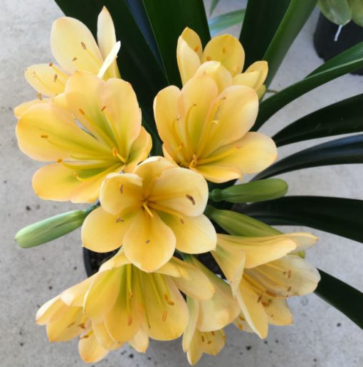 SH20 Light peach Clivia miniata with green throat