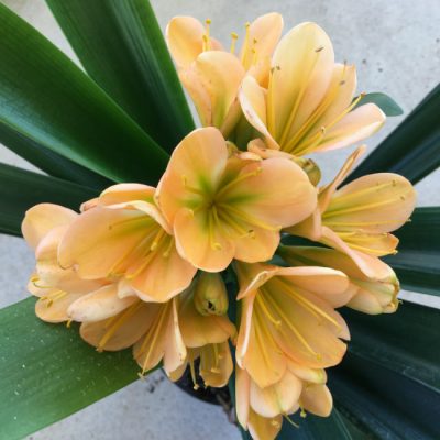 SH21 Mid peach Clivia miniata with dark green throat
