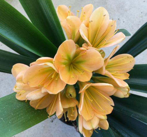 SH21 Mid peach Clivia miniata with dark green throat