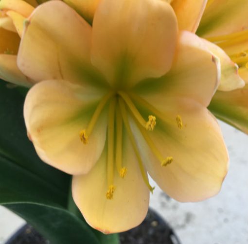 SH22 Mid peach Clivia miniata with dark green throat - Image 2