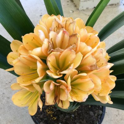 SH22 Mid peach Clivia miniata with dark green throat