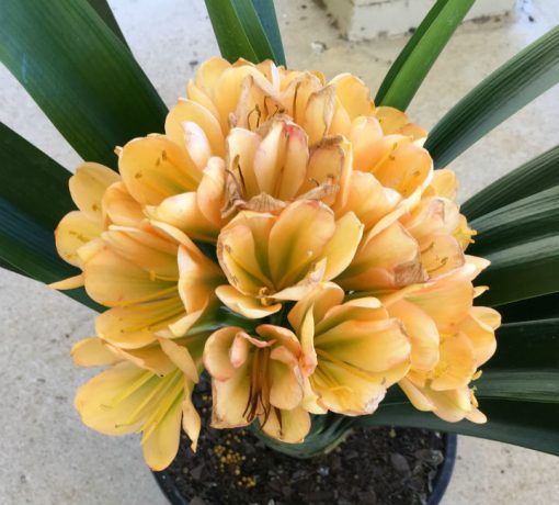 SH22 Mid peach Clivia miniata with dark green throat