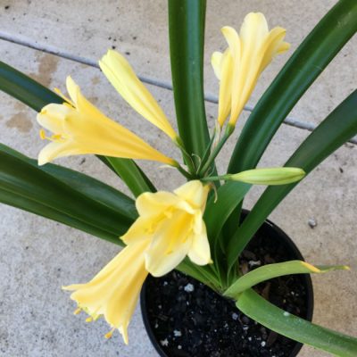 SH23 Yellow Clivia Interspecific
