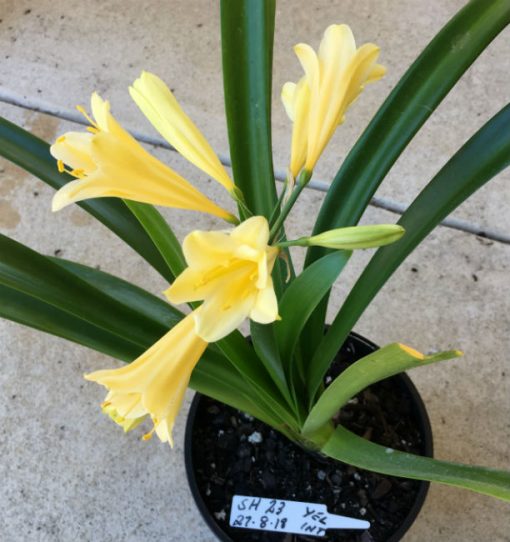SH23 Yellow Clivia Interspecific - Image 2