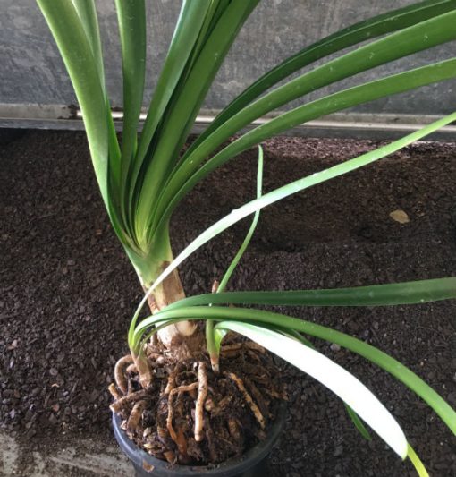 SH24 Green bronze Clivia Interspecific - Image 2