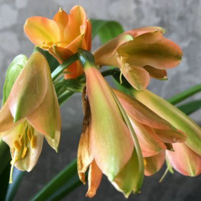 SH24 Green bronze Clivia Interspecific