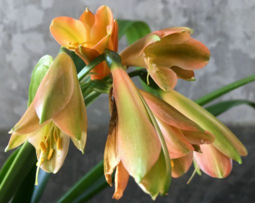 SH24 Green bronze Clivia Interspecific