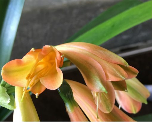 SH24 Green bronze Clivia Interspecific - Image 3