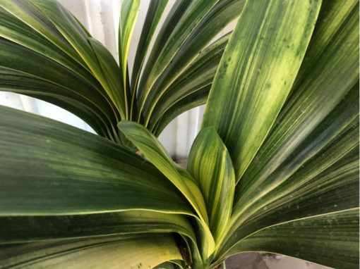 SH25 Variegated Anshan Daruma LOB - Image 3
