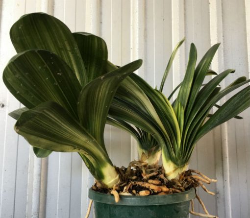 SH25 Variegated Anshan Daruma LOB - Image 4