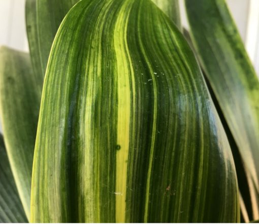 SH25 Variegated Anshan Daruma LOB - Image 2