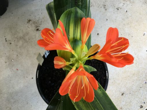 SH25 Variegated Anshan Daruma LOB - Image 5