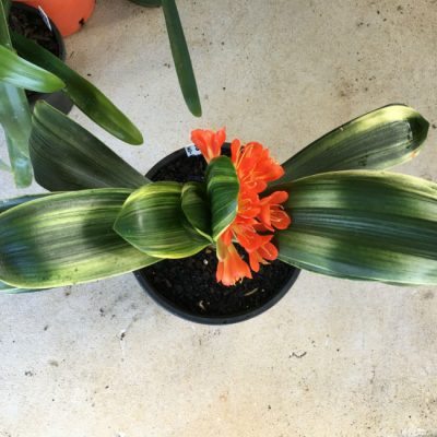 SH25 Variegated Anshan Daruma LOB
