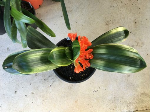 SH25 Variegated Anshan Daruma LOB