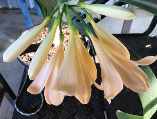 SH26 Light pink Clivia miniata - Image 5