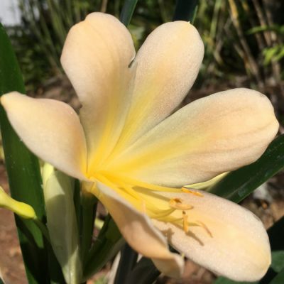 SH26 Light pink Clivia miniata