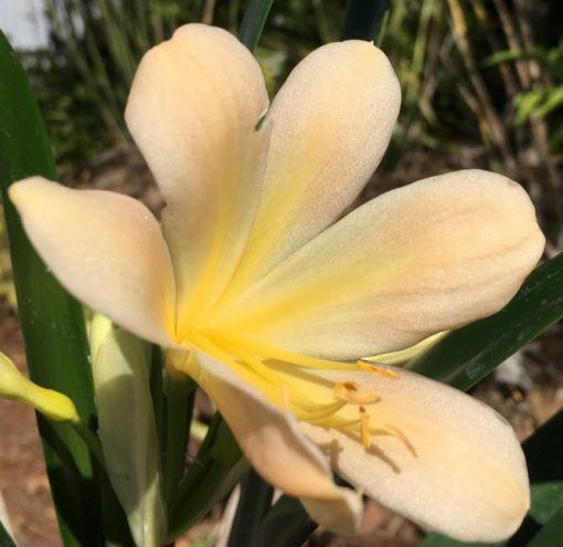 SH26 Light pink Clivia miniata