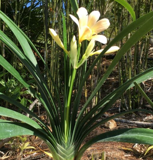 SH26 Light pink Clivia miniata - Image 2