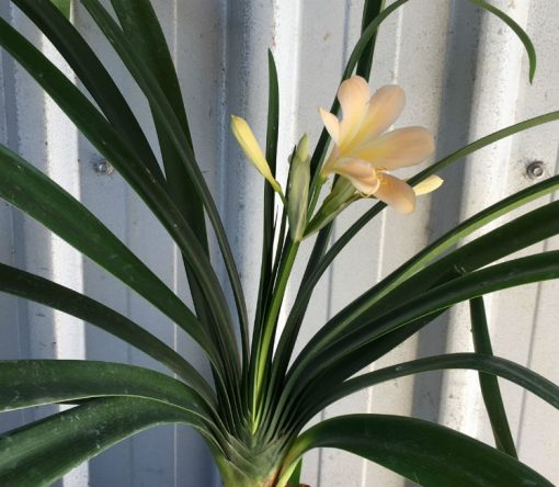 SH26 Light pink Clivia miniata - Image 3