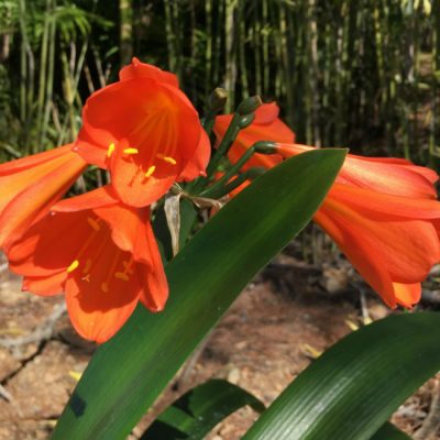 SH27 Pastel Apricot Interspecific Clivia with large open flower