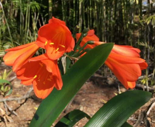 SH27 Pastel Apricot Interspecific Clivia with large open flower