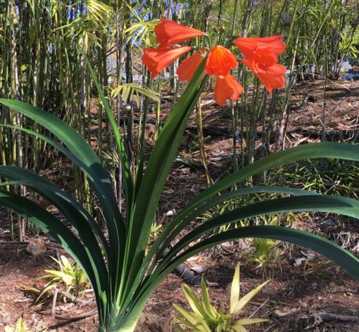 SH27 Pastel Apricot Interspecific Clivia with large open flower - Image 2