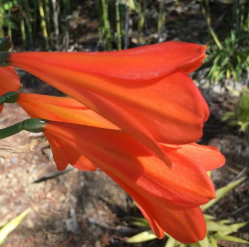 SH27 Pastel Apricot Interspecific Clivia with large open flower - Image 3
