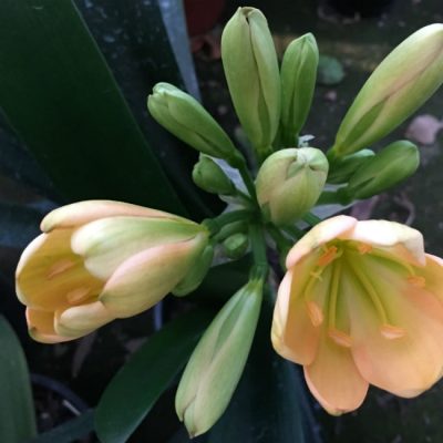 SH28 Variegated Anshan Daruma