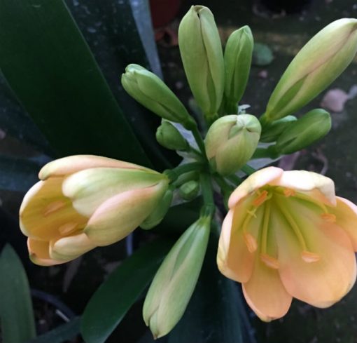 SH26 Light pink Clivia miniata - Image 4