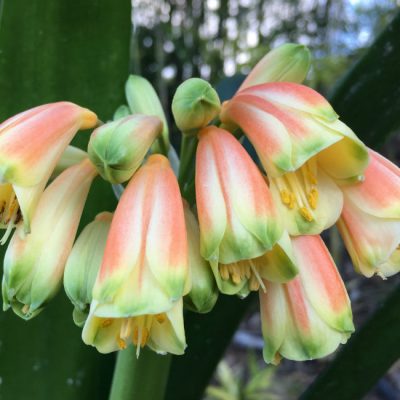 SH9 Nick's 'Santa's Bells'  Superb Clivia Interspecific with green tips, elongated tubular flowers, petals fading to orange and tepals to yellow