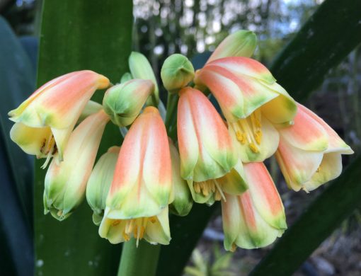 SH9 Nick's 'Santa's Bells'  Superb Clivia Interspecific with green tips, elongated tubular flowers, petals fading to orange and tepals to yellow