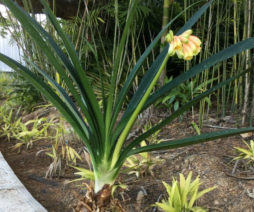 SH9 Nick's 'Santa's Bells'  Superb Clivia Interspecific with green tips, elongated tubular flowers, petals fading to orange and tepals to yellow - Image 2