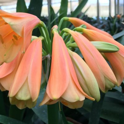 SH6 Nick's 'Christmas Delight '  Superb salmon pastel Clivia interspecific with fading green tips and flared mouth