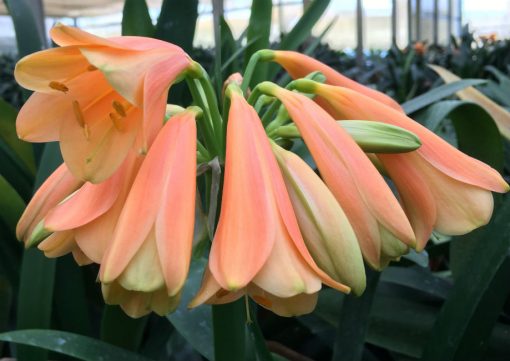 SH6 Nick's 'Christmas Delight '  Superb salmon pastel Clivia interspecific with fading green tips and flared mouth