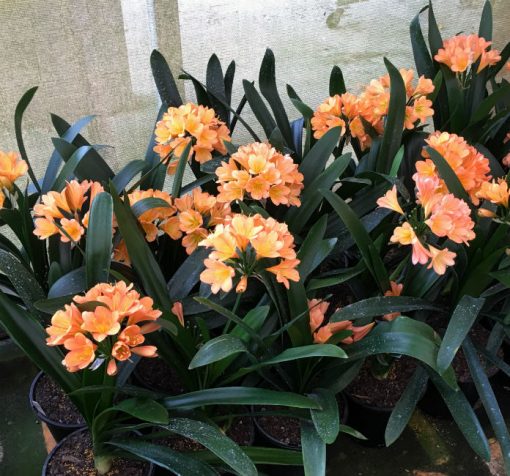 SH100 Group of Medium to Dark Peach Clivia miniata