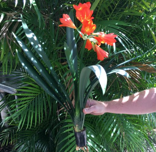 SH101 Very Dark Orange Clivia miniata Belgium Hybrid - Image 2
