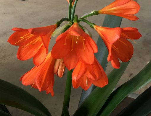 SH101 Very Dark Orange Clivia miniata Belgium Hybrid - Image 3