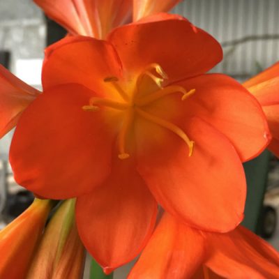 SH101 Very Dark Orange Clivia miniata Belgium Hybrid