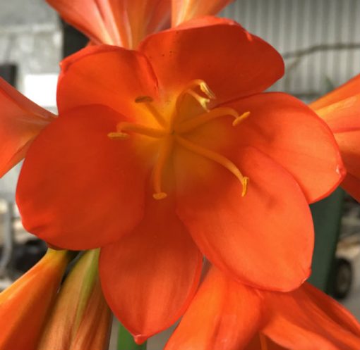 SH101 Very Dark Orange Clivia miniata Belgium Hybrid