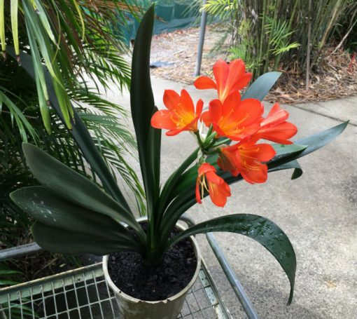 SH101 Very Dark Orange Clivia miniata Belgium Hybrid - Image 4