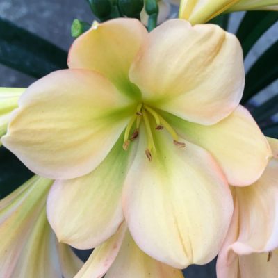 SH102 Light Peach Clivia miniata with Green Throat and Pink Edge Blush