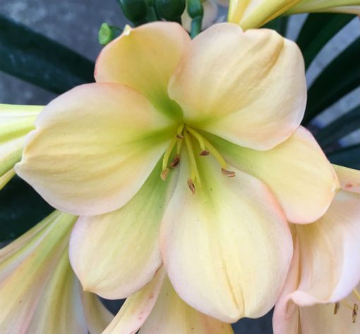 SH102 Light Peach Clivia miniata with Green Throat and Pink Edge Blush