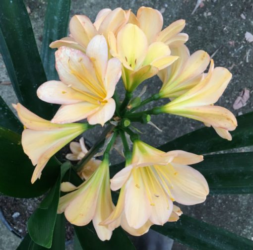 SH102 Light Peach Clivia miniata with Green Throat and Pink Edge Blush - Image 3