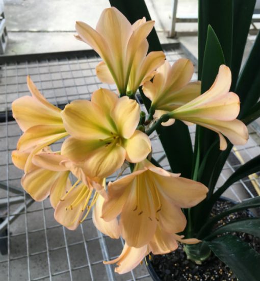 SH102 Light Peach Clivia miniata with Green Throat and Pink Edge Blush - Image 2