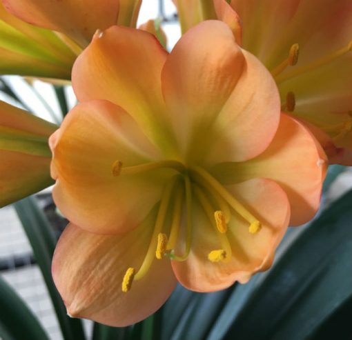 SH103 Cameron's Tipperary Medium to Dark Peach Clivia miniata with Light Green Throat - Image 2