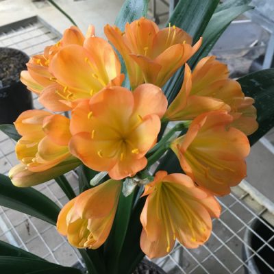 SH103 Cameron's Tipperary Medium to Dark Peach Clivia miniata with Light Green Throat