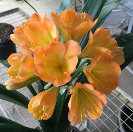 SH103 Cameron's Tipperary Medium to Dark Peach Clivia miniata with Light Green Throat